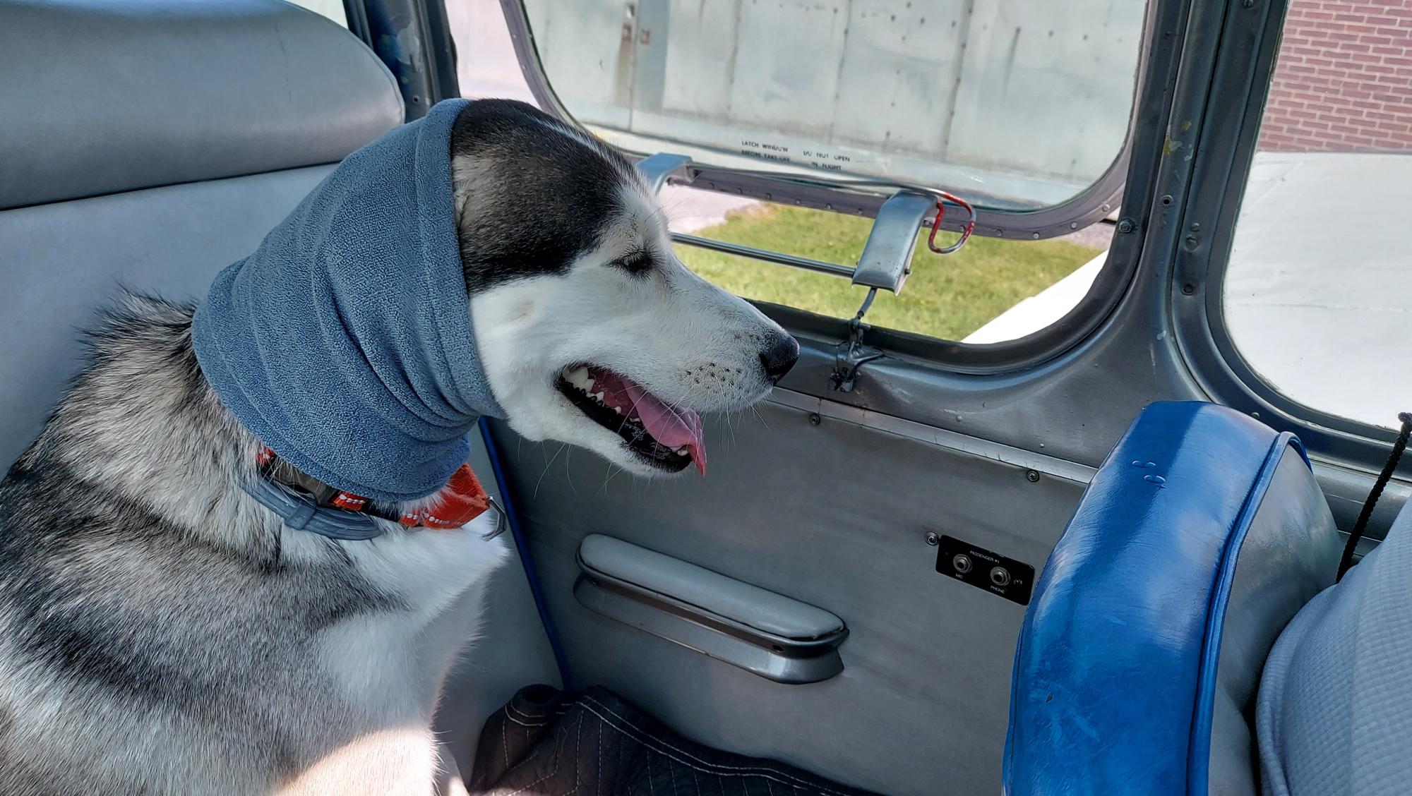 Jasper-looking-around-the-airport-as-we-taxi-on-through
