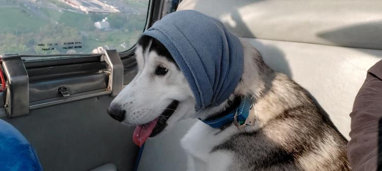 Jasper-loves-looking-out-of-car-and-airplane-windows-he
